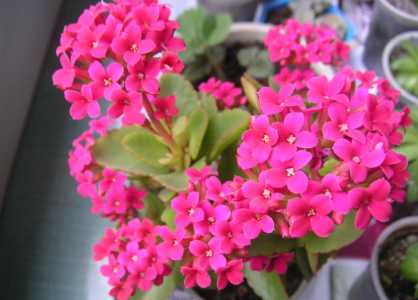 长寿花养殖