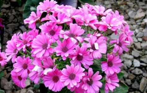 秋冬季节适合种什么花