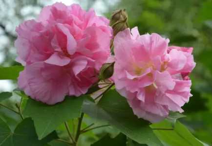 芙蓉花花语