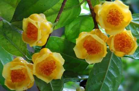广西金花茶