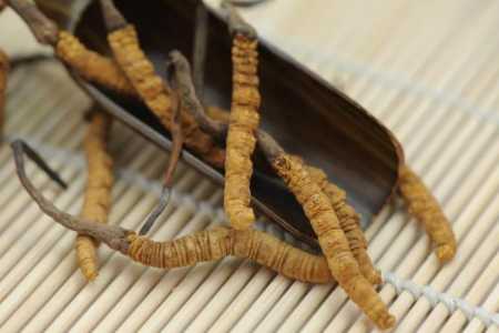 虫草多少一根