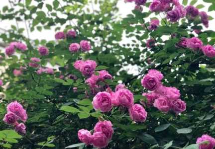 野蔷薇花语