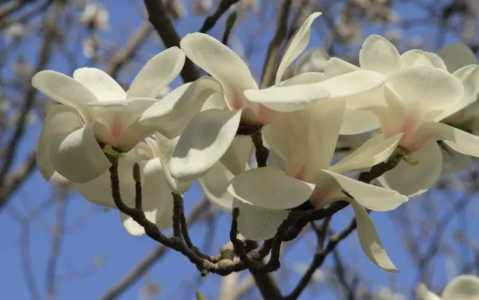 上海市的市花