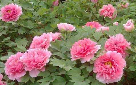 牡丹花适合什么季节种