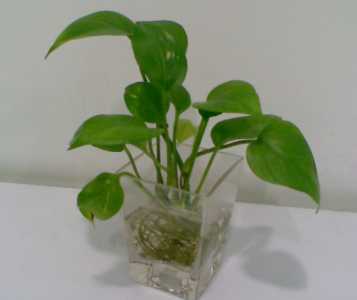 在水里养的花 绿萝