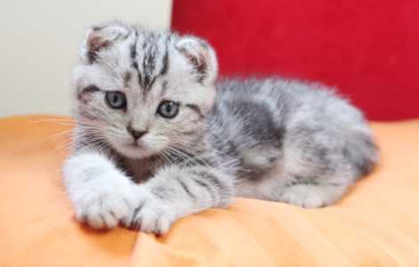 折耳猫为什么不能养