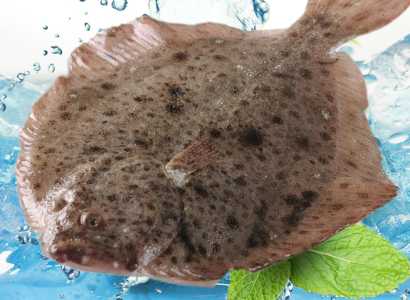 多宝鱼价格