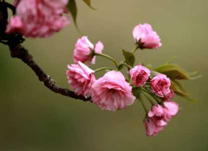 春天开什么花