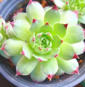 观音莲开花