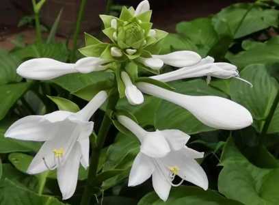 3月开什么花