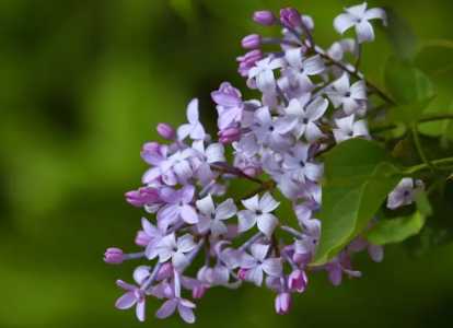 丁香花种植