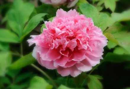 牡丹花的样子