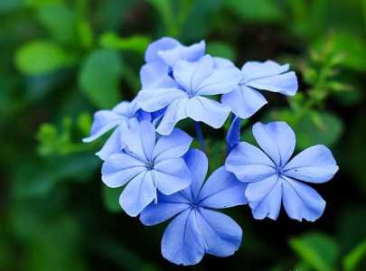什么花适合5月种