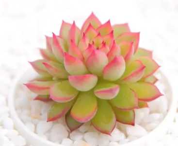 在家适合种什么花