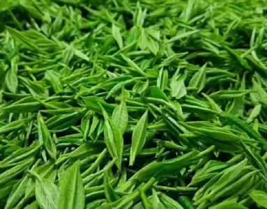 山东适合种什么茶