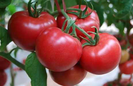 夏季适合种什么蔬菜