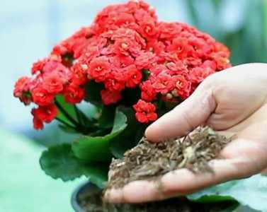 花适合种在什么土壤