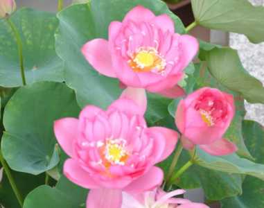碗莲适合什么季节种