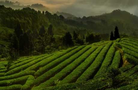 四川适合种什么茶