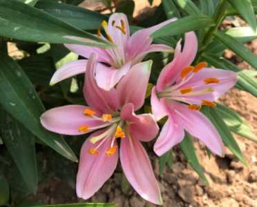院子适合种什么花草