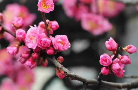 浙江适合种什么花