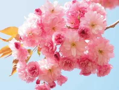 2月份适合种什么花