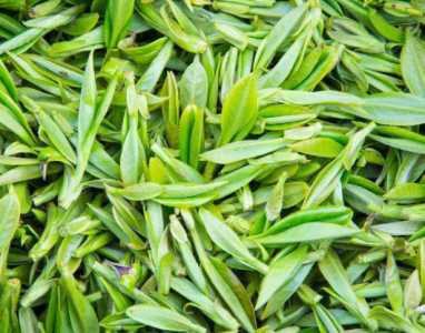 贵州适合种什么茶