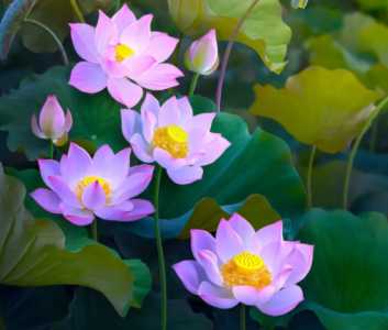 湖南适合种什么鲜花