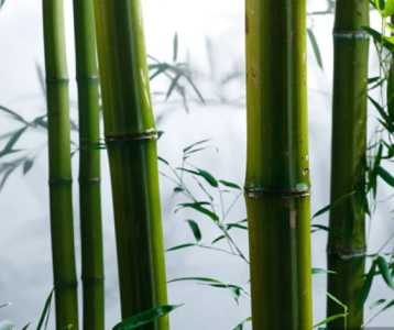 什么季节适合种竹子