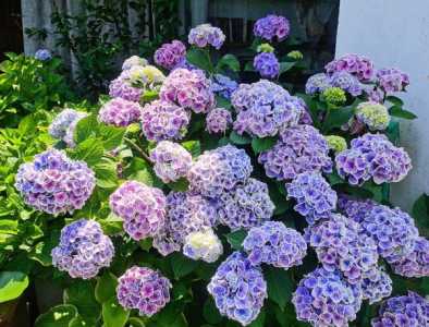 7月适合种什么
