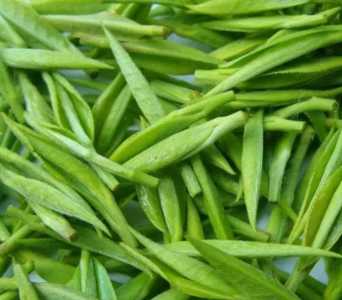 平原适合种什么茶