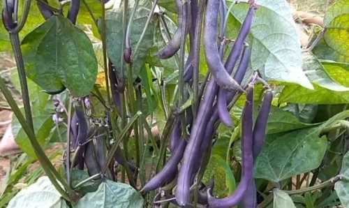 北方7月份适合种什么菜