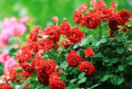 月季花适合什么季节种