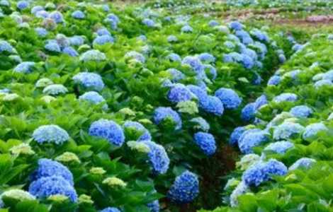 花海适合种什么花