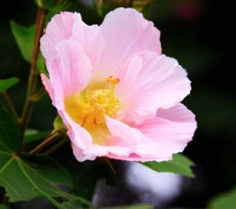 芙蓉花怎么养