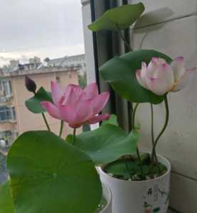 塘泥适合种什么花