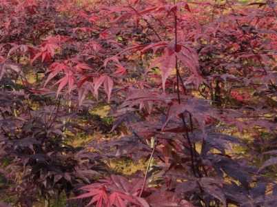 秋天适合种什么树苗