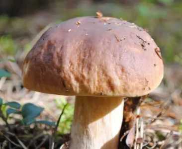 阴的地适合种什么菜