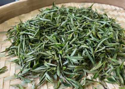 湖南适合种什么茶