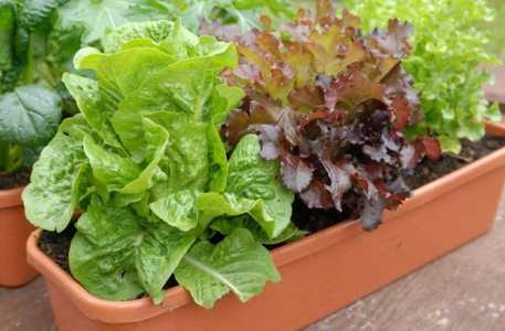 阳台花盆适合种什么菜