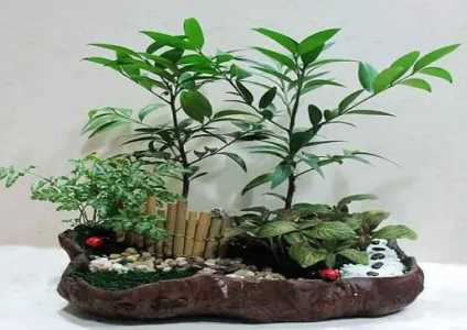花盆适合种什么盆景