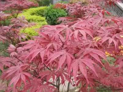 陕西适合种什么风景树