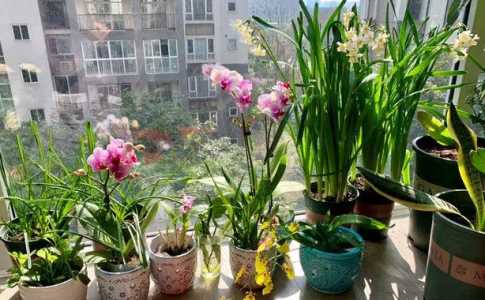 阳台适合种什么花草