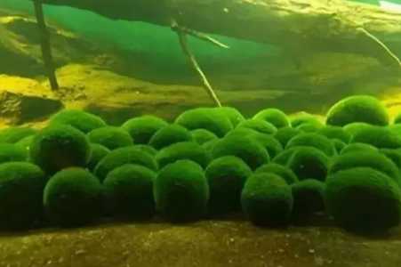 陶粒砂适合种什么水草