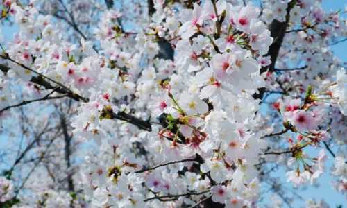 春季适合种什么观赏花