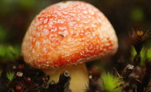树林遮阴适合种什么菜