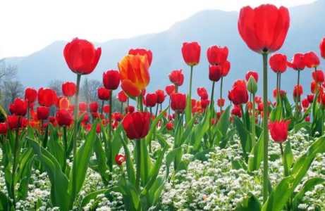 春季花园适合种什么花