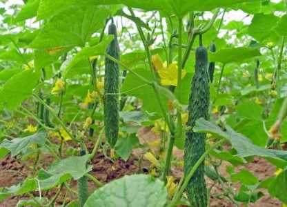 67月份适合种什么蔬菜