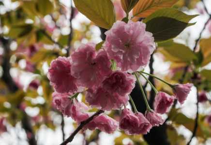 花园里适合种什么树