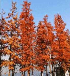 浙北适合种什么树种